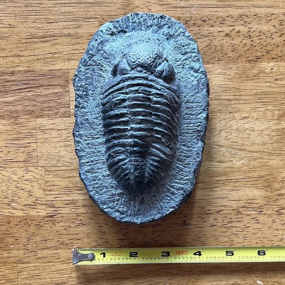 Trilobite fossil - Picture 2 of 14
